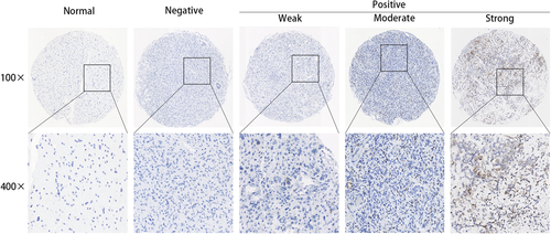 Details are in the caption following the image Details are in the caption following the image