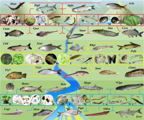 Longitudinal variation in fish prey utilization, trophic guilds, and indicator species along a large subtropical river, China