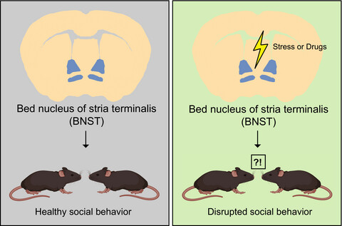 Coordination of social behaviors by the bed nucleus of the stria terminalis