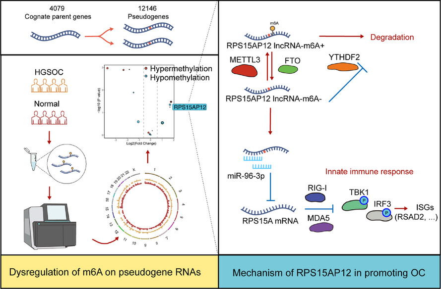 Genome-wide profiling of N6-methyladenosine-modified pseudogene-derived long noncoding RNAs reveals the tumour-promoting and innate immune-restraining function of RPS15AP12 in ovarian cancer