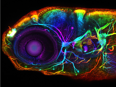 Advancing zebrafish as a model for studying developmental neurotoxicology
