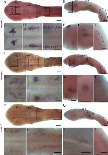 Details are in the caption following the image Details are in the caption following the image