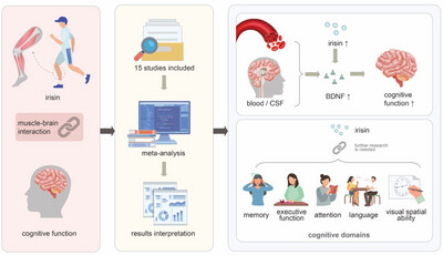 Association Between Irisin Level and Cognitive Function: A Systematic Review and Meta-Analysis