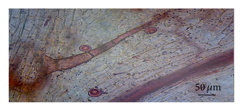 Details are in the caption following the image