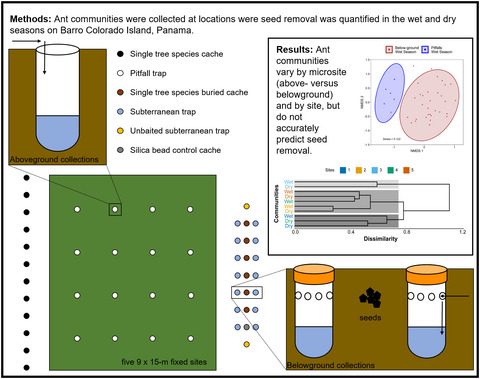 Can variation in seed removal patterns of Neotropical pioneer tree species be explained by local ant community composition?