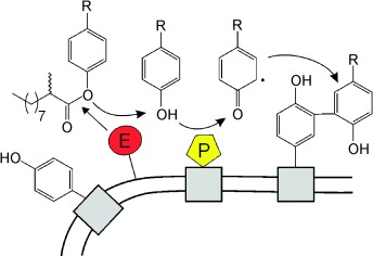 Single-Cell High-Throughput Screening To Identify Enantioselective Hydrolytic Enzymes