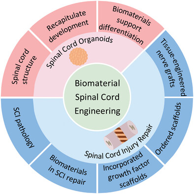 The Application of Biomaterial-Based Spinal Cord Tissue Engineering