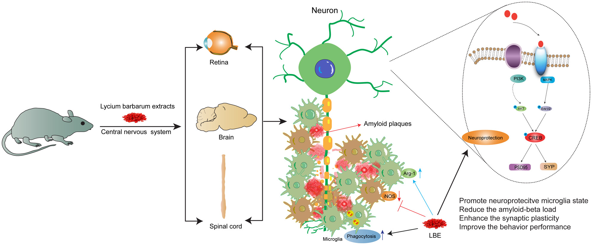 Lycium barbarum Extract Enhanced Neuroplasticity and Functional Recovery in 5xFAD Mice via Modulating Microglial Status of the Central Nervous System