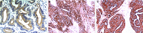 Details are in the caption following the image Details are in the caption following the image