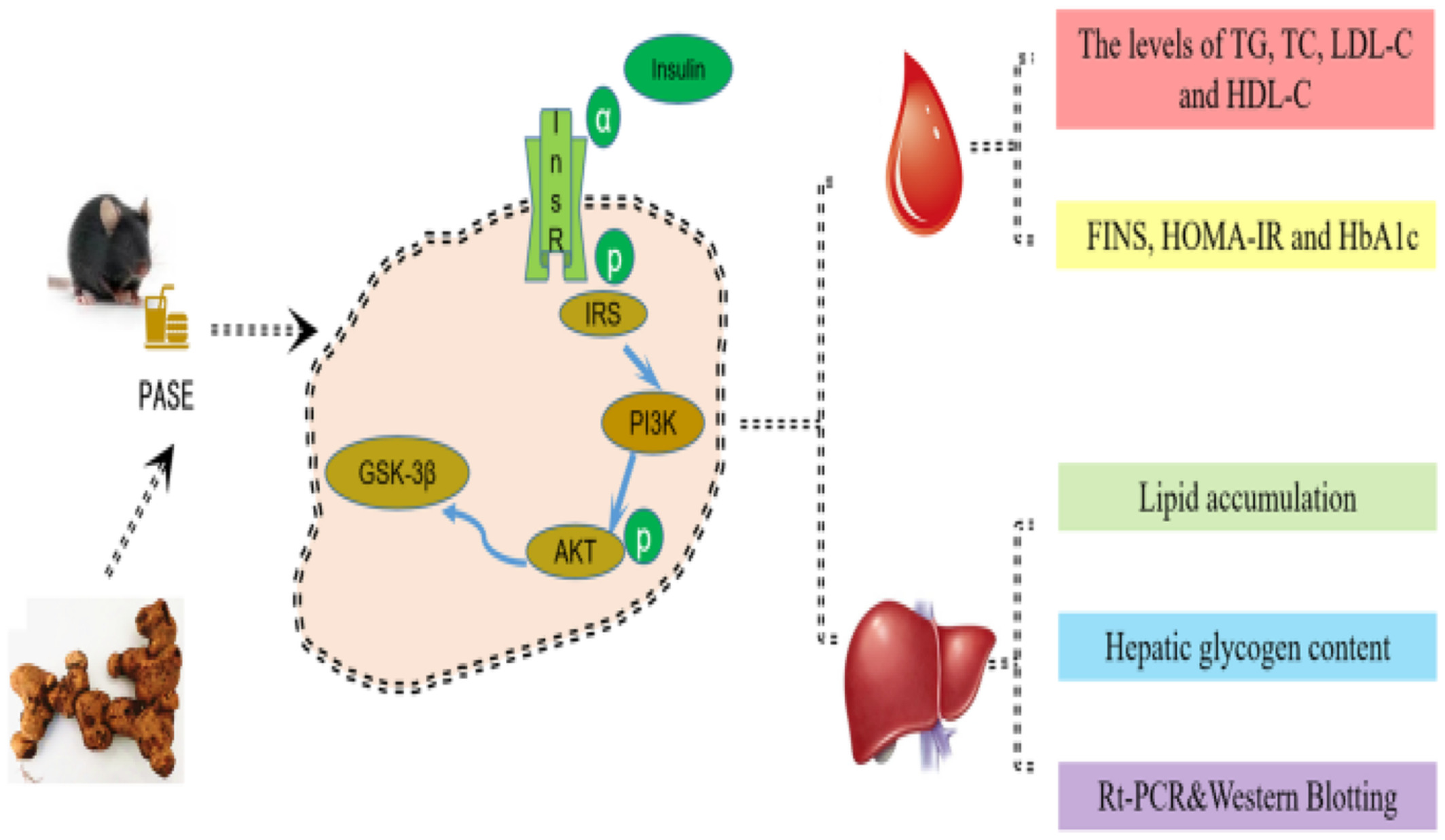 Aqueous extract of Polygonatum sibiricum ameliorates glucose and lipid metabolism via PI3K/AKT signaling pathway in high-fat diet and streptozotocin-induced diabetic mice