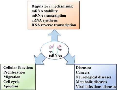 tsRNAs: Novel small molecules from cell function and regulatory mechanism to therapeutic targets