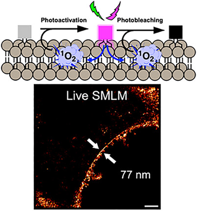 A Photoactivatable Plasma Membrane Probe Based on a Self-Triggered Photooxidation Cascade for Live Cell Super-Resolution Microscopy