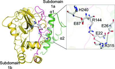 Salt bridges at the subdomain interfaces of the adenylation domain and active-site residues of Mycobacterium tuberculosis NAD+-dependent DNA ligase A (MtbLigA) are important for the initial steps of nick-sealing activity