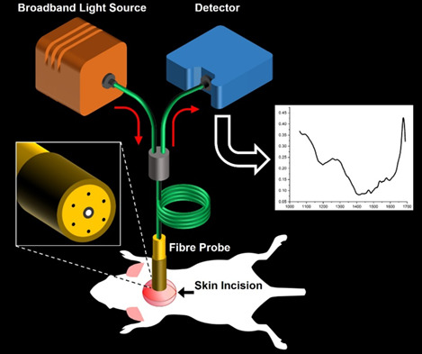 Quantitative in vivo detection of adipose tissue browning using diffuse reflectance spectroscopy in near-infrared II window