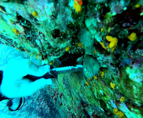 First insight of genetic diversity, phylogeographic relationships, and population structure of marine sponge Chondrosia reniformis from the eastern and western Mediterranean coasts of Tunisia