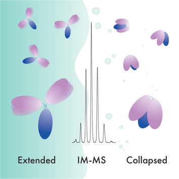 A Mass-Spectrometry-Based Modelling Workflow for Accurate Prediction of IgG Antibody Conformations in the Gas Phase