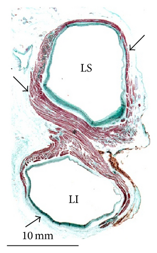 Details are in the caption following the image