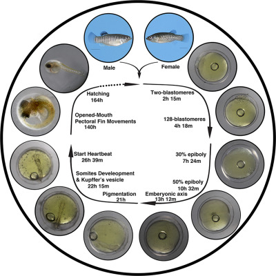 Embryonic and early development of the Zagros tooth-carp, Aphanius vladykovi (Actinopterygii: Cyprinodontidae)