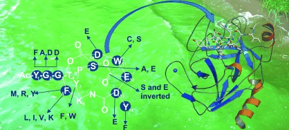 Harnessing the Evolvability of Tricyclic Microviridins To Dissect Protease–Inhibitor Interactions