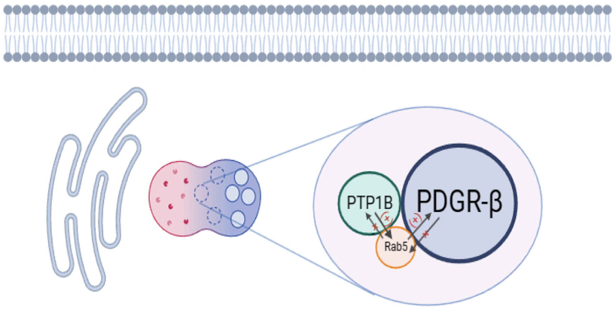 PTP1B Modulates Carotid Plaque Vulnerability in Atherosclerosis Through Rab5-PDGFRβ-Mediated Endocytosis Disruption and Apoptosis