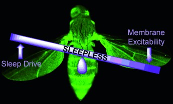 SLEEPLESS-ness and Insomnia in Fruit Flies