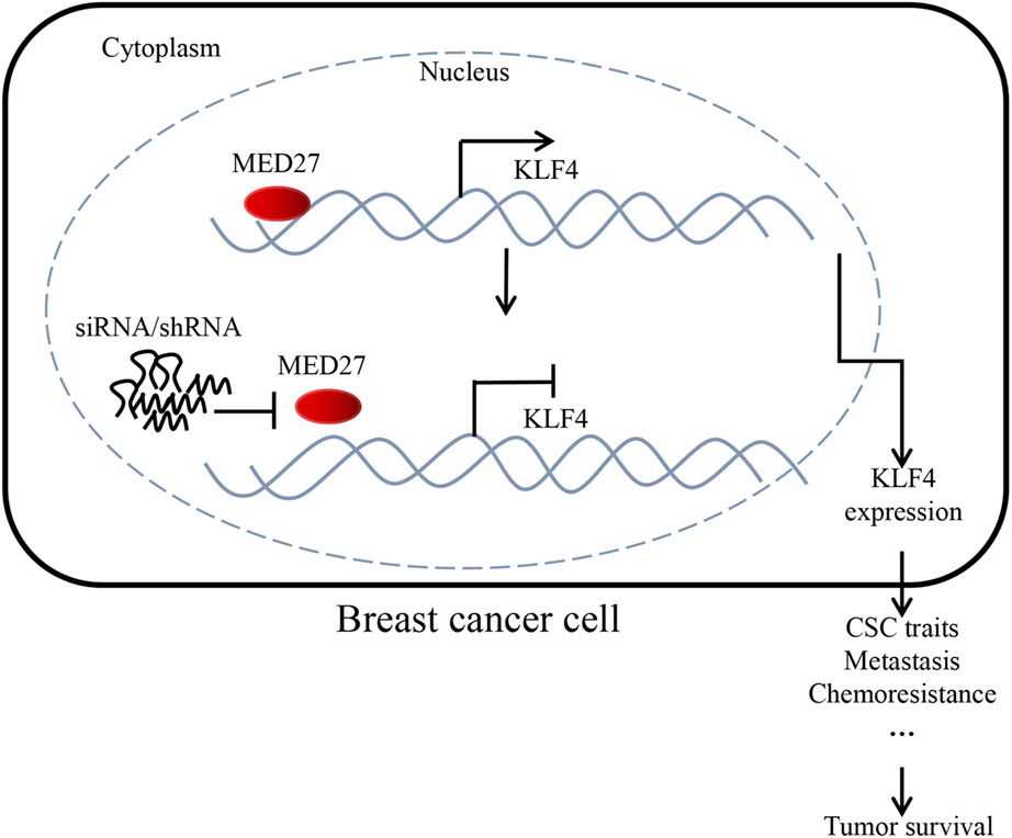 MED27 plays a tumor-promoting role in breast cancer progression by targeting KLF4