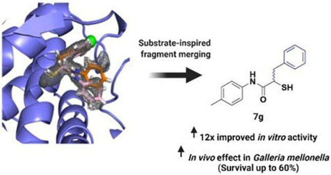 Substratinspirierte Fragment-Fusion und -Erweiterung führt zu wirksamen LasB-Inhibitoren