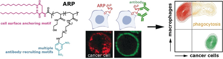 Efficient Innate Immune Killing of Cancer Cells Triggered by Cell-Surface Anchoring of Multivalent Antibody-Recruiting Polymers