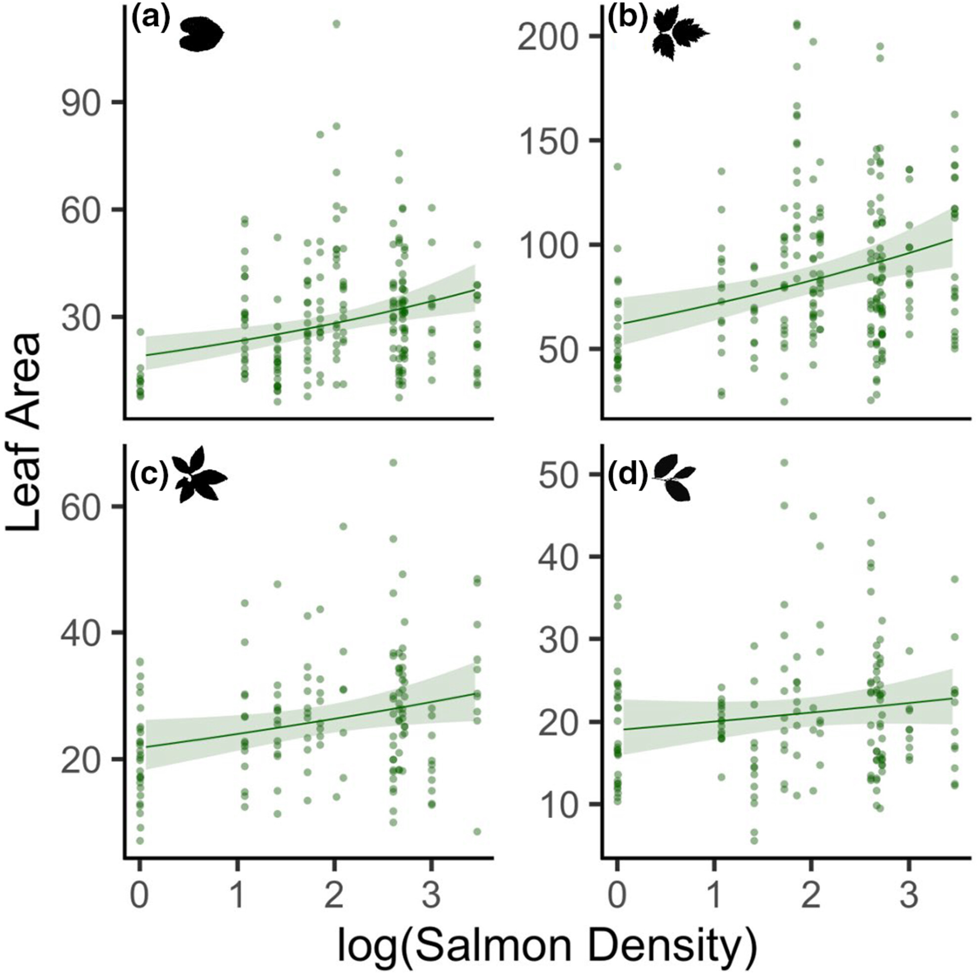 Nutrients from spawning salmon influence leaf area, tissue density, and nitrogen-15 in riparian plant leaves