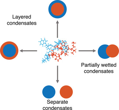 Molecular determinants for the layering and coarsening of biological condensates Issue 6, 2022