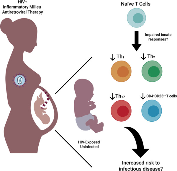 Impaired T helper cell responses in human immunodeficiency virus-exposed uninfected newborns