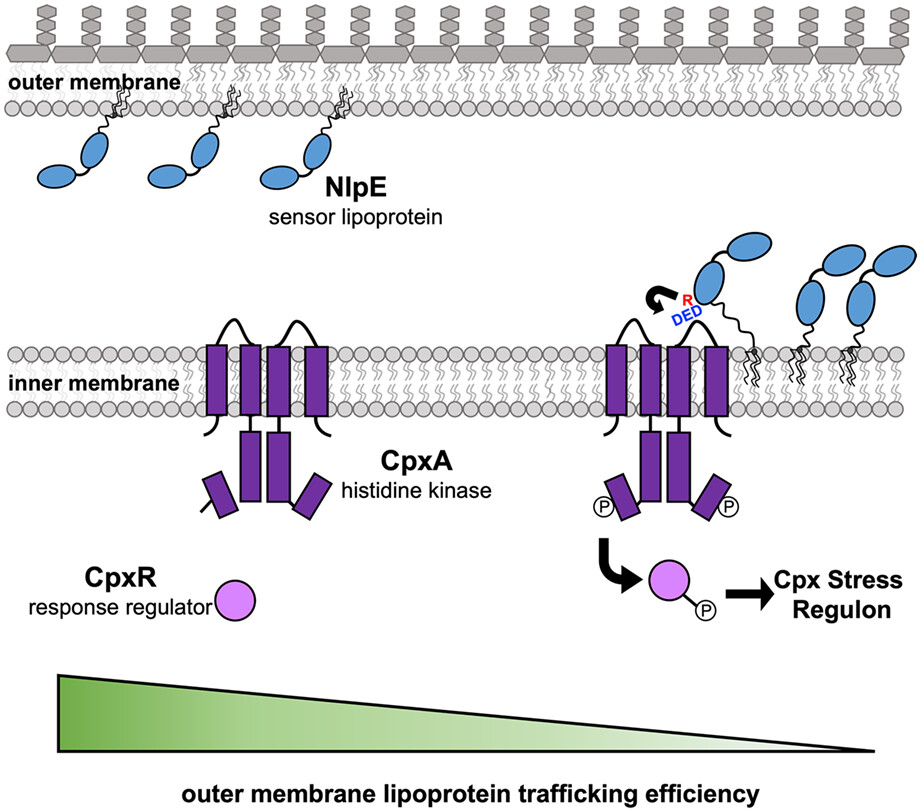Molecular insights into Escherichia coli Cpx envelope stress response activation by the sensor lipoprotein NlpE