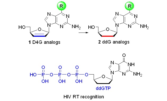 Synthesis and Anti-HIV Activity of a Series of 6-Modified 2′,3′-Dideoxyguanosine and 2′,3′-Didehydro-2′,3′-dideoxyguanosine Analogs