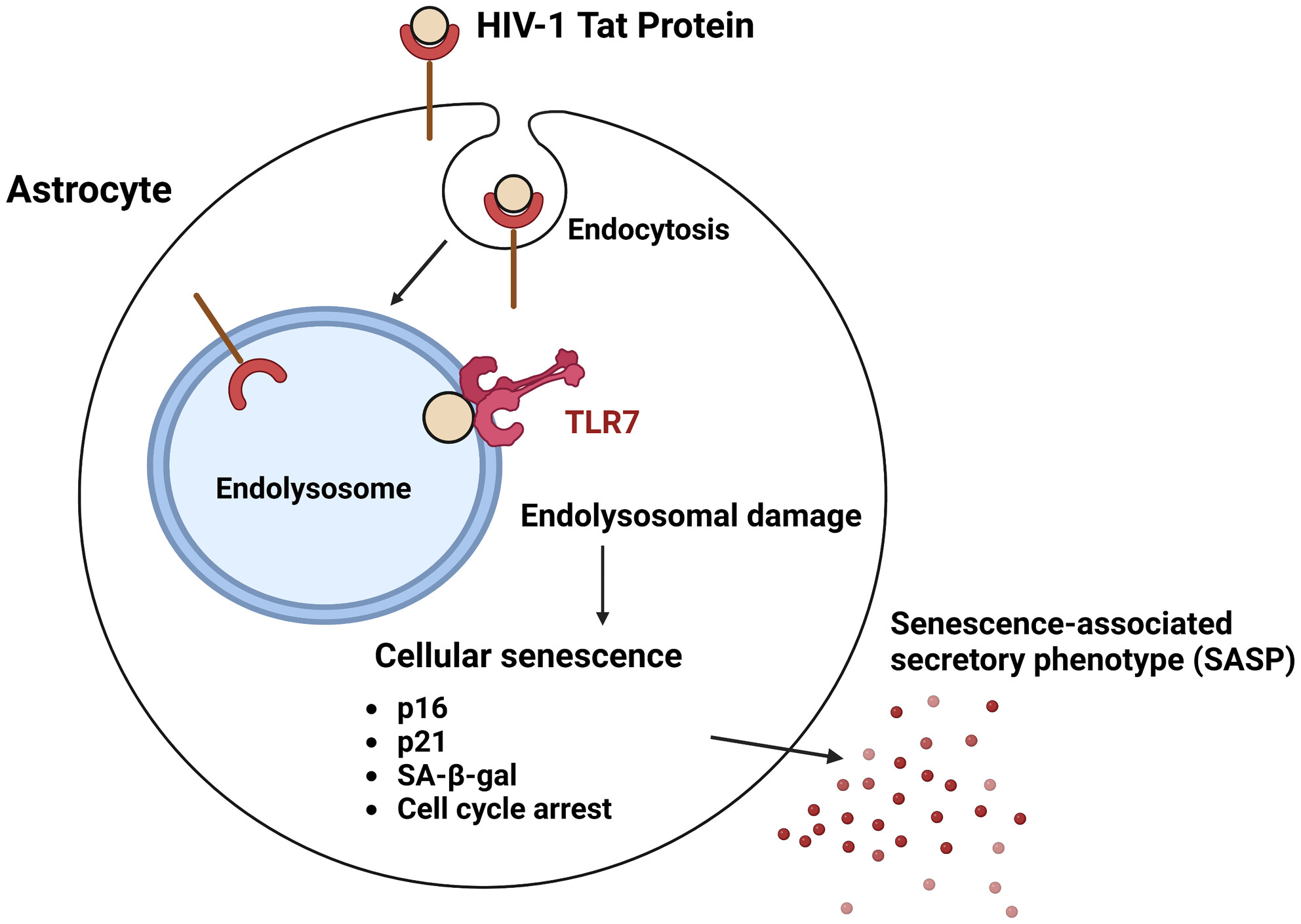 TLR7 Mediates HIV-1 Tat-Induced Cellular Senescence in Human Astrocytes