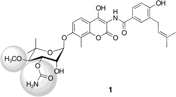 Characterization of NovP and NovN: Completion of Novobiocin Biosynthesis by Sequential Tailoring of the Noviosyl Ring