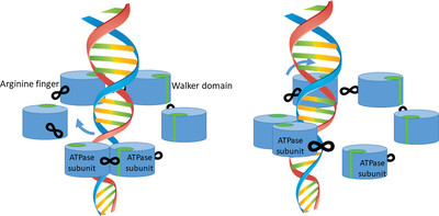 Revolving ATPase motors as asymmetrical hexamers in translocating lengthy dsDNA via conformational changes and electrostatic interactions in phi29, T7, herpesvirus, mimivirus, E. coli, and Streptomyces