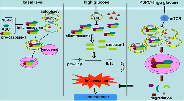 Purple sweet potato color attenuated NLRP3 inflammasome by inducing autophagy to delay endothelial senescence