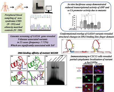 Functionally significant, novel GATA4 variants are frequently associated with Tetralogy of Fallot