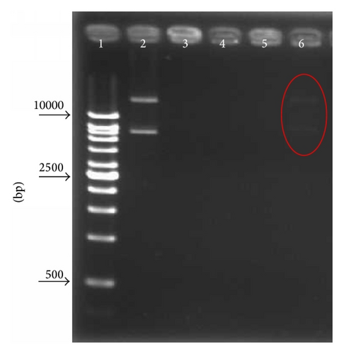 Details are in the caption following the image