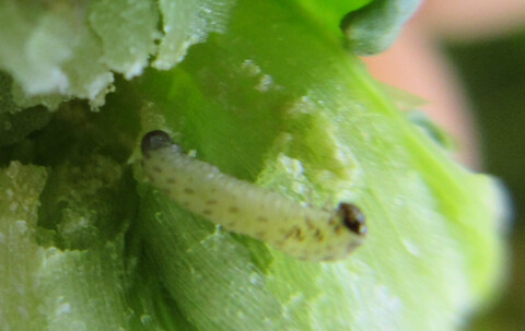 Performance of cabbage stem flea beetle larvae (Psylliodes chrysocephala) in brassicaceous plants and the effect of glucosinolate profiles