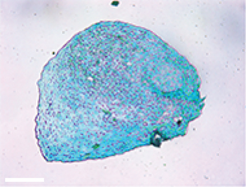 Details are in the caption following the image