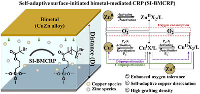 Highly Oxygen-Tolerant and Self-Adaptive Surface-Initiated Bimetal-Mediated Controlled Radical Polymerization
