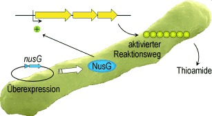 Antiterminator-Mediated Unveiling of Cryptic Polythioamides in an Anaerobic Bacterium