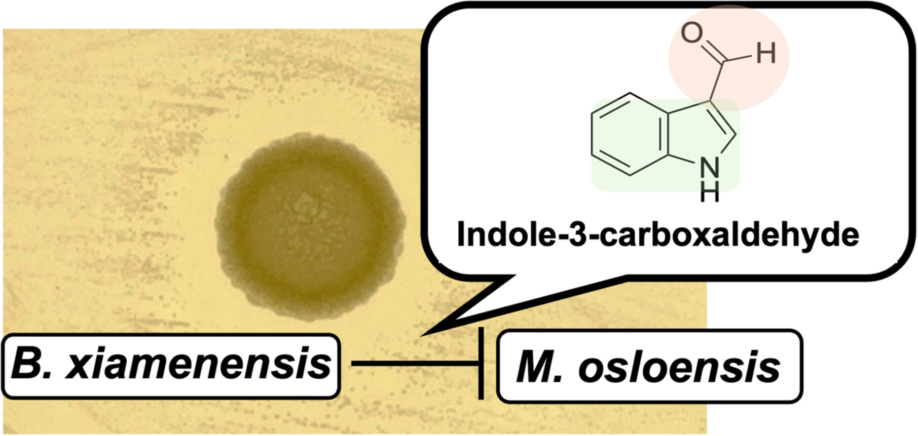 Bacillus xiamenensis Inhibits the Growth of Moraxella osloensis by Producing Indole-3-Carboxaldehyde