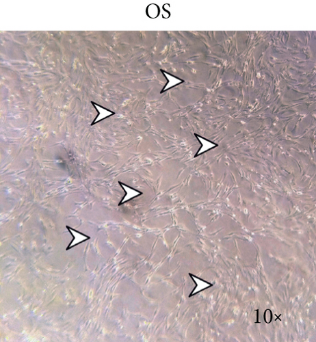 Details are in the caption following the image