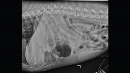 Details are in the caption following the image