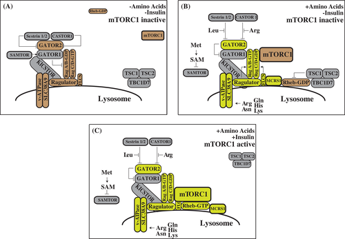 Details are in the caption following the image Details are in the caption following the image
