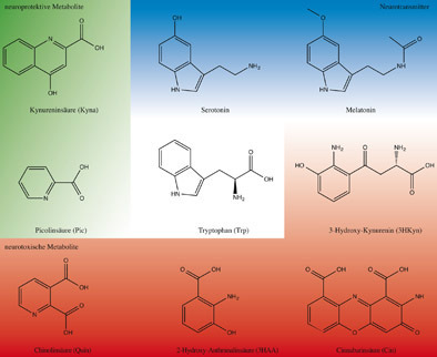 Was hat Tryptophan mit Krebs und Parkinson zu tun?