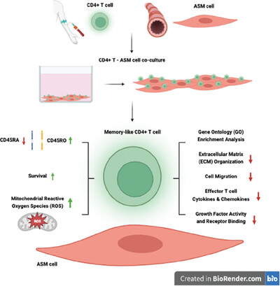 Induction of a memory-like CD4+ T-cell phenotype by airway smooth muscle cells