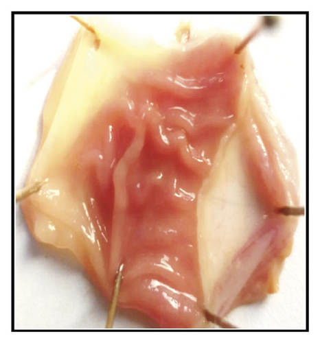 Details are in the caption following the image Details are in the caption following the image